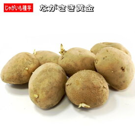 ジャガイモ・ながさき黄金 種芋 500g L〜Sサイズ