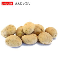 じゃがいも さんじゅう丸 種芋 500g 秋植え用ジャガイモ L〜Sサイズ
