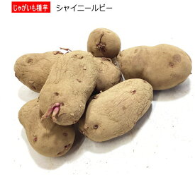『 シャイニールビー 』 赤色 じゃがいも 種芋 L---Sサイズ ジャガイモ