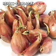 『 琉球二十日わけぎ 』 ワケギ 種球 200g