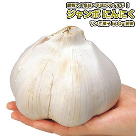 『 ジャンボ にんにく 』 ニンニク種子 種球(りん片) Garlic