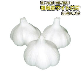 『 福地 ホワイト六片 』 ニンニク種子 種球(りん片) Lサイズ にんにく Garlic