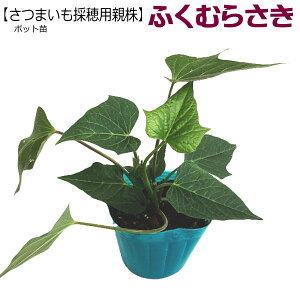 �w �ӂ��ނ炳�� �x (���܂����̕�p �e��) �E�B���X�t���[�c 9cm�|�b�g �t�N�����T�L
