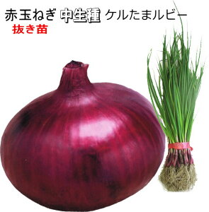 中早生 『 ケルたまルビー 』 赤たまねぎ 抜き苗 30本 - 貯蔵がきく アントシアニン豊富