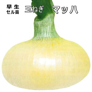  w }bn x ܂˂ 90{i100) Zc