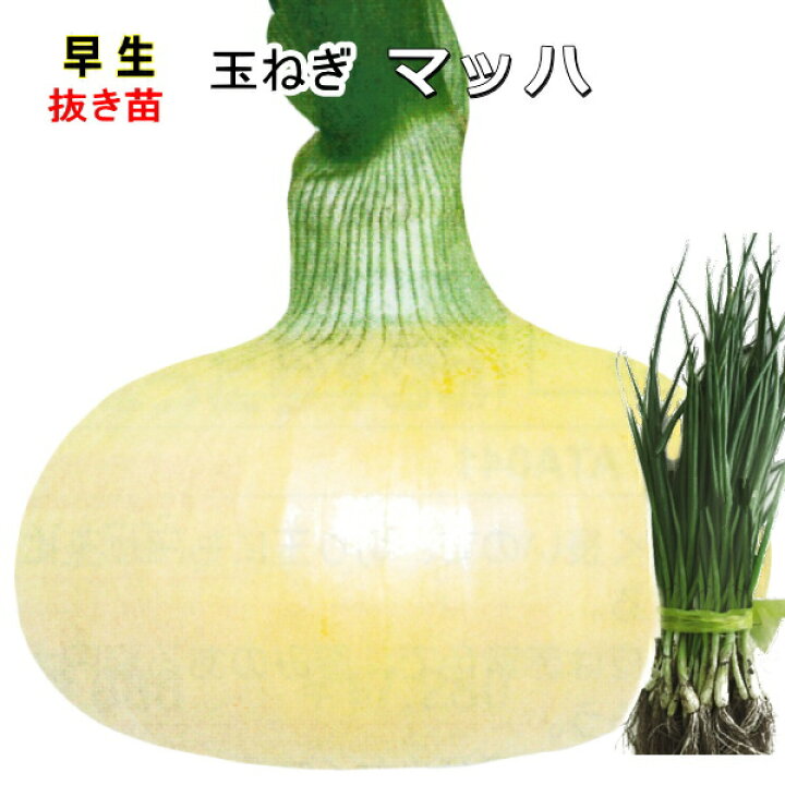 楽天市場】只今販売中。 4月中旬から収穫 扁円球たまねぎ マッハ 