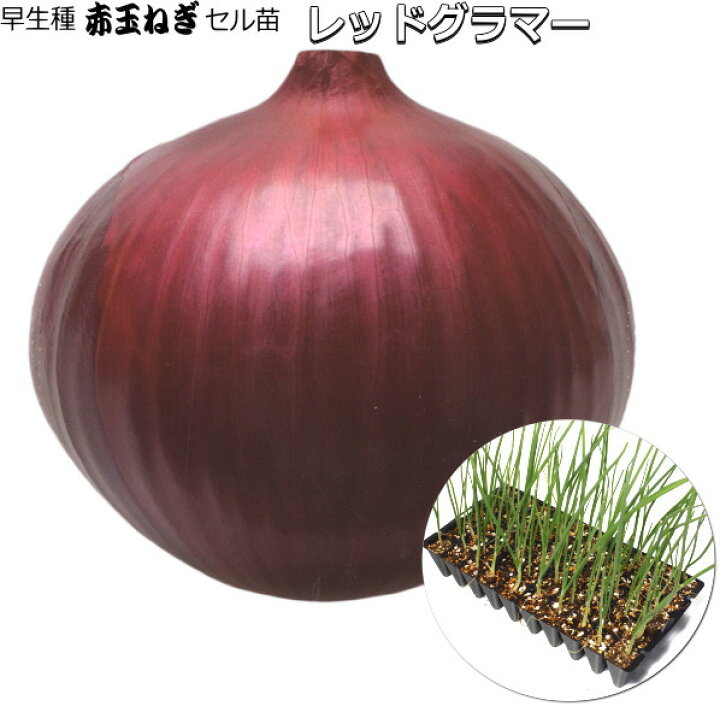 楽天市場】赤たまねぎ セル苗 レッドグラマー 【予約 セル苗 90本 