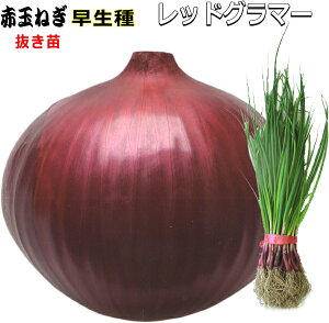  w bhO}[ x Ԃ܂˂ c 30{ - gnł4{n\