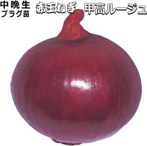 中晩生 『 甲高ルージュ 』 赤たまねぎ 90本(100穴) セル苗
