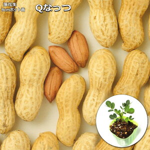 �w Q�Ȃ��� �x ���b�J�Z�C�c 9cm�|�b�g ���Ԑ� �s�[�i�c