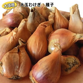 楽天市場 ワケギ 球根の通販