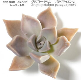 食用多肉植物 おぼろつき Graptopetalum paraguayense 9cmポット苗