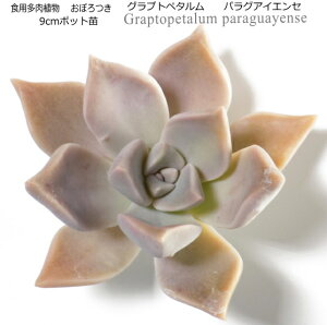 HpA ڂiS_j Graptopetalum paraguayense 9cm|bgc