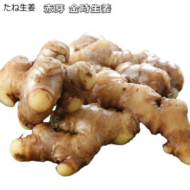 『 赤芽金時 』 タネ生姜 種球 300g たねショウガ
