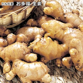 『 おたふく 生姜 』 タネ生姜 種球 300g たねショウガ