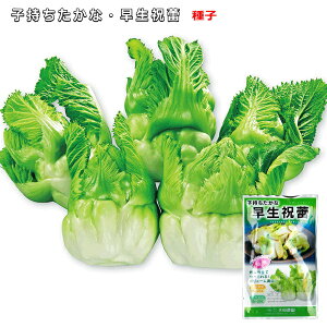 qȁy jQ zR[gq 30^킹キ炢