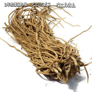 �w �E�F���J�� �x �A�X�p���K�X�c�@ 2�N�� �f�@�� �M�B�Y�O���[���A�X�p��