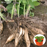 ヤーコン苗 10.5cmポット Yacon