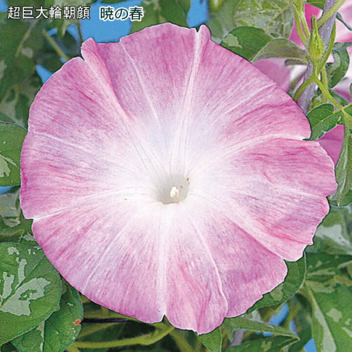 楽天市場】朝顔 暁の春 9cmポット苗 暁シリーズ : なえ屋