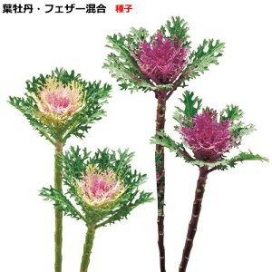 n{^ q ^LCz tOEF1 tFU[@ ic\{F悻30{) 40