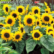 ひまわり 種子　スマイルラッシュ