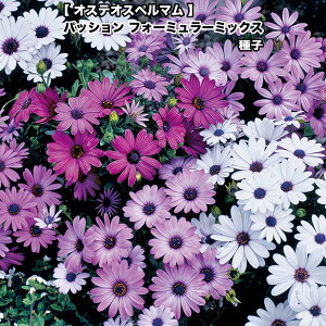 オステオスペルマム【 パッション フォーミュラーミックス 】種子 10粒(育苗可能本数:およそ7本)