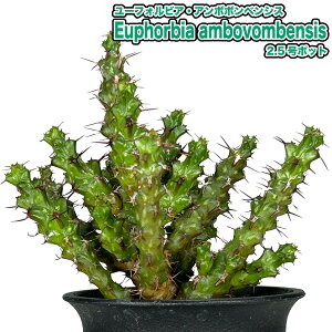 ���[�t�H���r�A ���l�E�g�j�[ Euphorbia lenewtonii 2.5���|�b�g �ϗt�A��