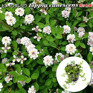 qC_\E ( bsA JlPX) Lippia canescens 9cm|bgc
