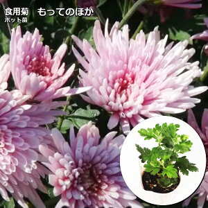 苗 ピンクの人気商品 通販 価格比較 価格 Com