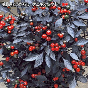ϏܗpƂ炵EIjLXbh@q 10ic\{F悻6{)