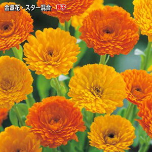 ᵉ 񂹂񂩎q X^[ 5mlic\{F悻80{)