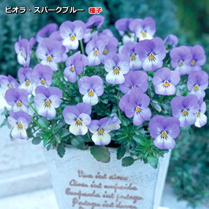 rI q rr Xp[Nu[ 0.2mlic\{F悻80{) Viola