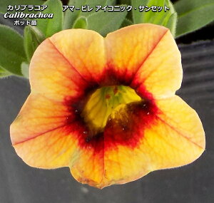 アマ 花 苗の人気商品 通販 価格比較 価格 Com アマ 花 苗の人気商品 通販 価格比較 価格 Com