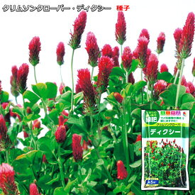クリムソンクローバー・ディクシー 種子 （面積約5m2分）60ml