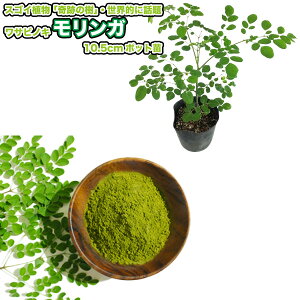 킳т̖؁y K z}KC 10.5cm|bgc؁^Moringa