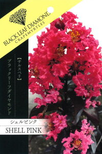 �w �V�F���s���N �x���邷�ׂ� �u���b�N���[�t�_�C�������h BLACKLEAF DIAMOND�@������60cm�O�� �c��