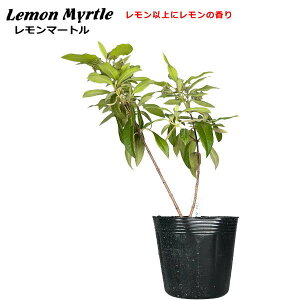 �������}�[�g�� Lemon Myrtle 12cm�|�b�g�c��
