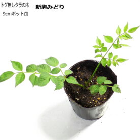 楽天市場 タラ の 芽 苗の通販 楽天市場 タラ の 芽 苗の通販