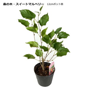 w XC[g}x[ xK̖ 12cm|bg c Morus alba