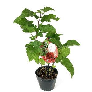 ؂ w Eg Yx[ 剤i傤j x 12cm|bgAc Raspherry