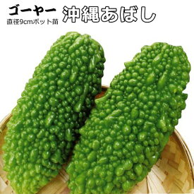 楽天市場 野菜の苗物 種類 植物 ゴーヤ 苗物 ガーデニング 農業 花 ガーデン Diyの通販