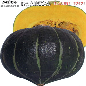 カボチャ 苗の人気商品 通販 価格比較 価格 Com カボチャ 苗の人気商品 通販 価格比較 価格 Com