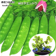 『 赤花 つるあり 』 絹さや えんどう苗　9cmポット 豌豆 エンドウ