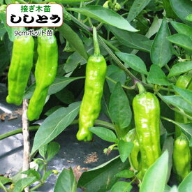 楽天市場 ししとう 苗の通販