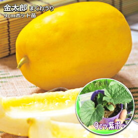 楽天市場 まくわうりの通販 楽天市場 まくわうりの通販