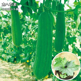 楽天市場 ヘチマ の 苗の通販