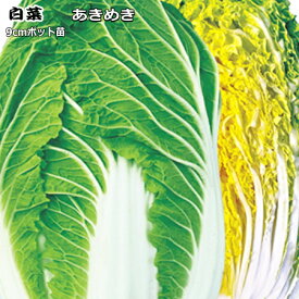 『 あきめき 』 白菜苗 9cmポット はくさい