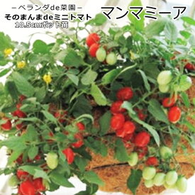 実生 ミニトマト マンマミーア 鉢植え専用種 10.5cmポット苗