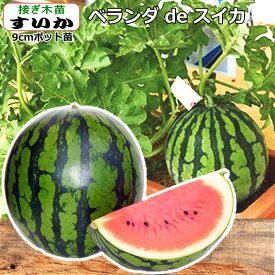楽天市場 スイカ 苗 プランターの通販