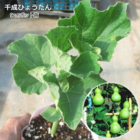 楽天市場 ひょうたん 苗の通販